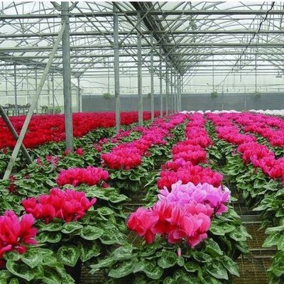 EE.UU. Invernadero hidropónico de arco único para la producción de pimienta