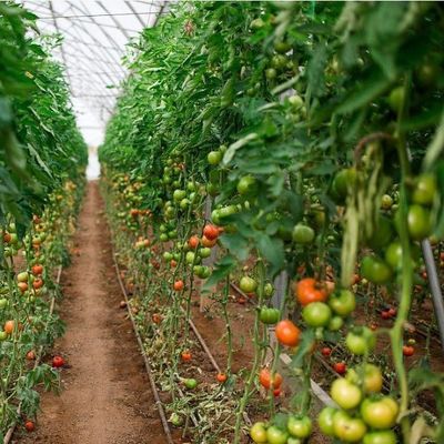EE.UU. Invernadero hidropónico de arco único para la producción de pimienta