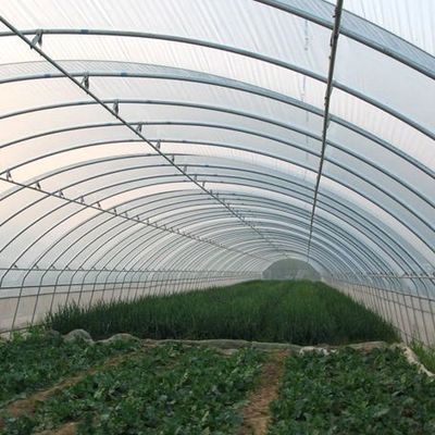 EE.UU. Invernadero hidropónico de arco único para la producción de pimienta