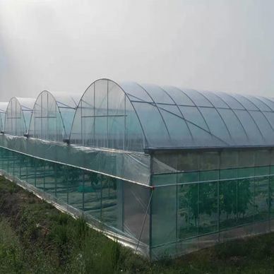 EE.UU. Invernadero hidropónico de arco único para la producción de pimienta