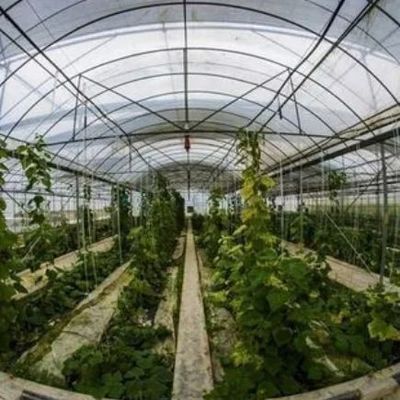 1209.00cm * 235.00cm * 239.00cm Invernadero de película personalizable para el cultivo de hortalizas