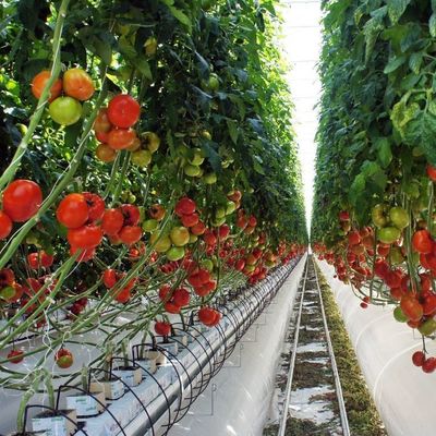 1209.00cm * 235.00cm * 239.00cm Invernadero de película personalizable para el cultivo de hortalizas