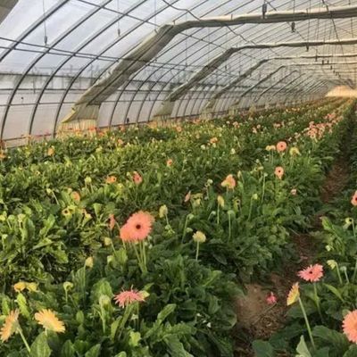 1209.00cm * 235.00cm * 239.00cm Invernadero de película personalizable para el cultivo de hortalizas