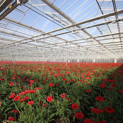 Origen Invernadero de vidrio de vegetales y flores con método de cultivo hidropónico