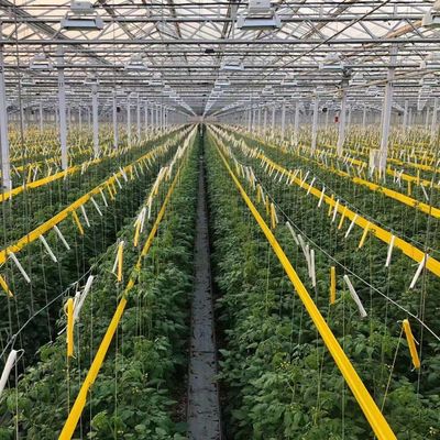 Origen Invernadero de vidrio de vegetales y flores con método de cultivo hidropónico