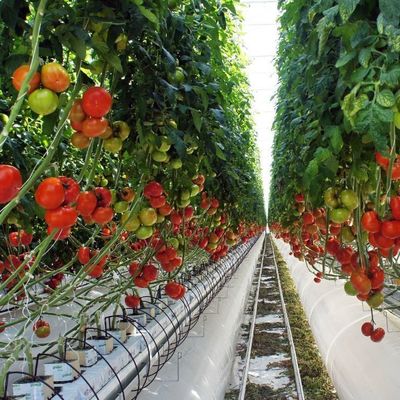 2000.000kg de paquete Peso bruto Invernadero de película antigoteo para la producción de hortalizas