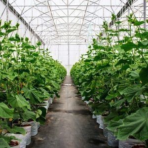 2000.000kg de paquete Peso bruto Invernadero de película antigoteo para la producción de hortalizas