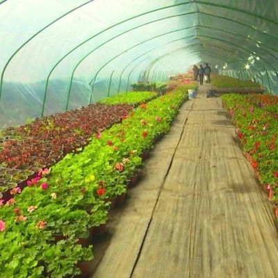 1209cm * 235cm * 239cm Tamaño del paquete Invernadero para la granja de tomates y pepinos Pago completo