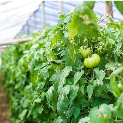 1209cm * 235cm * 239cm Tamaño del paquete Invernadero para la granja de tomates y pepinos Pago completo