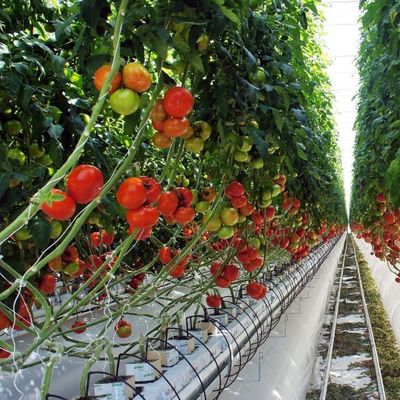 1209cm * 235cm * 239cm Tamaño del paquete Invernadero para la granja de tomates y pepinos Pago completo