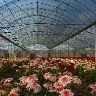 Opción de personalización Sistema hidropónico de Juxiang Invernadero de película de cultivo de vegetales