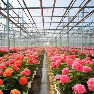 Invernadero de vidrio con hidroponía de cultivo de la demanda personalizada de techo de forma de un tipo de techo