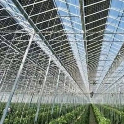 Invernadero de vidrio con hidroponía de cultivo de la demanda personalizada de techo de forma de un tipo de techo