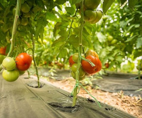 Invernadero de cultivo de tomate hidropónico de una sola bandeja para el mercado acuícola
