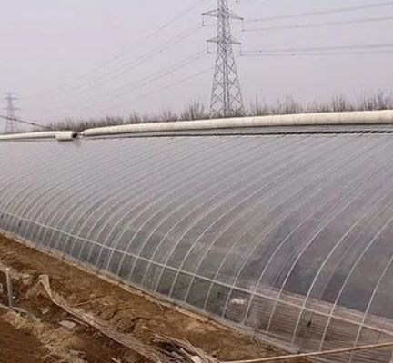 Invernadero de cultivo de tomate hidropónico de una sola bandeja para el mercado acuícola