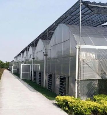 Invernadero de cultivo de tomate hidropónico de una sola bandeja para el mercado acuícola