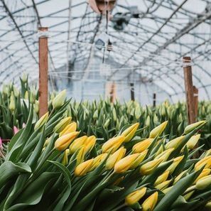 Invernadero de un solo arco para el cultivo de flores