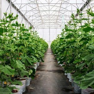 Invernadero de un solo arco para el cultivo de flores