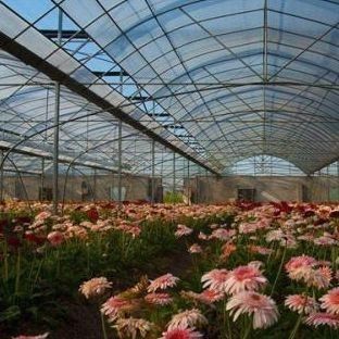 Invernadero de película de doble capa para cultivo sin suelo Tomate Pepinillo Cultivo de flores