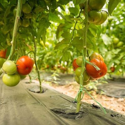 Invernadero de película de techo con arco de calefacción temporal para el cultivo de tomates y pepinos