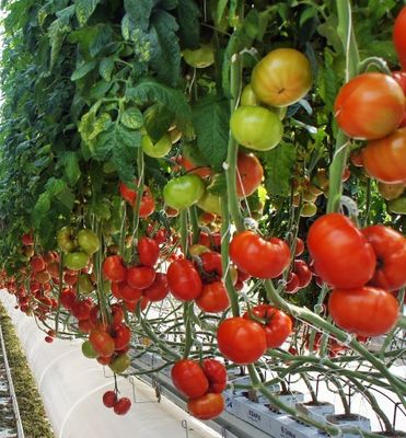 Invernadero hidropónico de pimienta y flores de doble arco con forma de techo de múltiples tramos