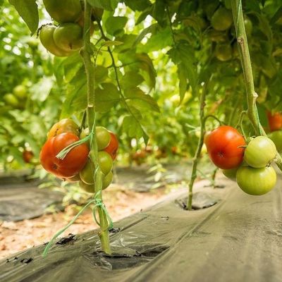 1209.00cm * 235.00cm * 239.00cm Invernadero para el cultivo de tomates y pepinos
