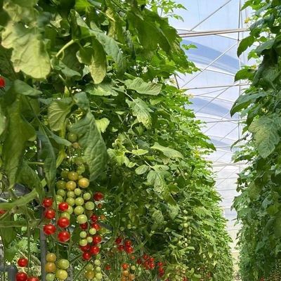 Invernadero de vidrio multiespans de Venlo con coste de envío y tiempo de entrega estimado