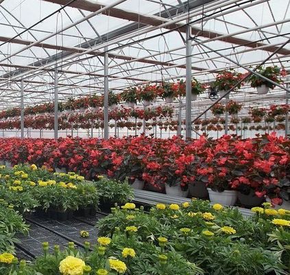 Invernadero de doble arco para el cultivo de tomates Pago inicial y cultivo sin suelo
