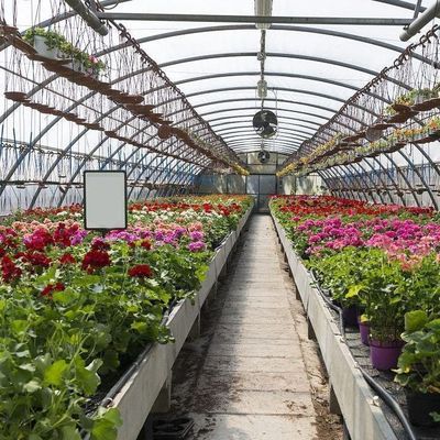 Invernadero de doble arco para el cultivo de tomates Pago inicial y cultivo sin suelo