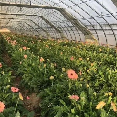 Invernadero de doble arco para el cultivo de tomates Pago inicial y cultivo sin suelo