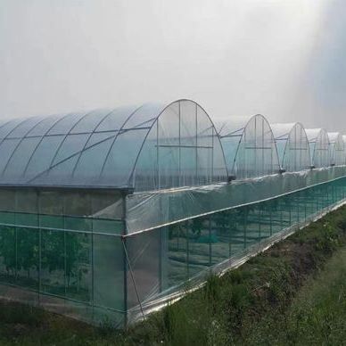 Invernadero de doble arco para el cultivo de tomates Pago inicial y cultivo sin suelo