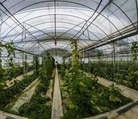 2000.000kg Peso bruto del paquete Sistema hidropónico de panela única para invernadero de doble arco