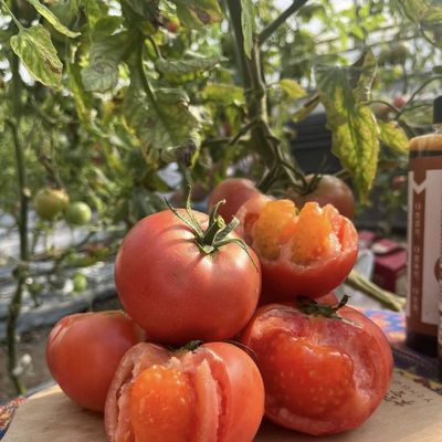 JX-A0018 Invernadero de vidrio para el cultivo de tomate 30 días devolución reembolsos duradero fácil