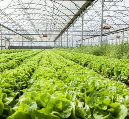 Invernadero de película de doble arco para el cultivo de pepinos