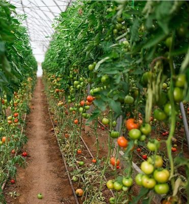 Invernadero de película de doble arco para el cultivo de pepinos