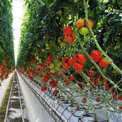 Invernadero de película de doble arco para el cultivo de pepinos