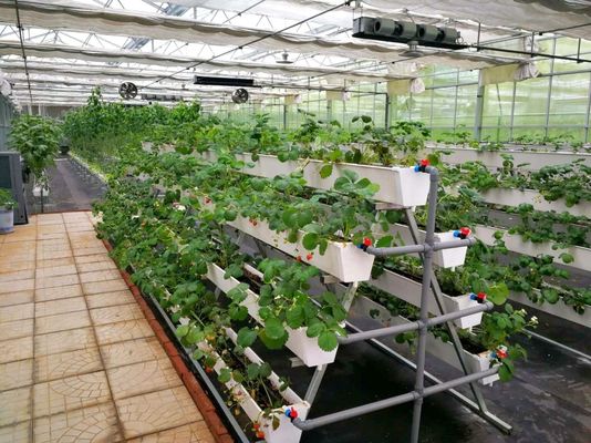 Instalación de plantación controlada por Juxiang y solución de plantación asequible