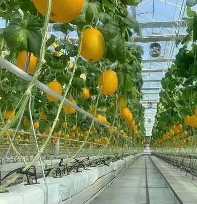 Método de cultivo hidropónico PC Hoja de jardín Flor de luz solar Invernadero para Canadá Área