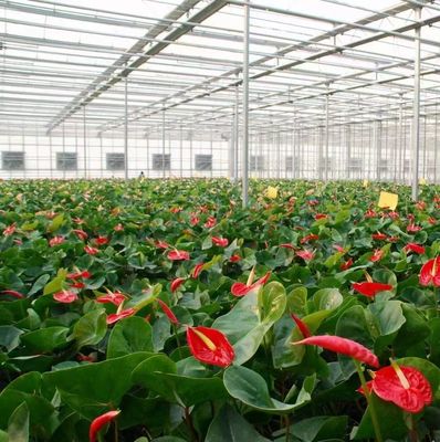 Método de cultivo hidropónico PC Hoja de jardín Flor de luz solar Invernadero para Canadá Área