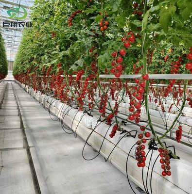 Invernadero de doble capa para el cultivo de tomate 20GP Paquete Tamaño 12,09cm * 2,35cm * 2,39cm