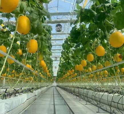 Invernadero de doble capa para el cultivo de tomate 20GP Paquete Tamaño 12,09cm * 2,35cm * 2,39cm