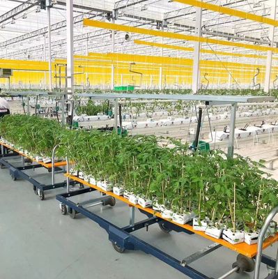JX-H0062 Invernadero hidropónico de cultivo de pepinos de tamaño personalizable para el cultivo de pepinos