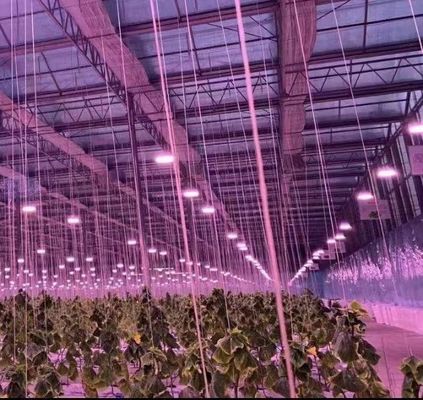 JX-H0062 Invernadero hidropónico de cultivo de pepinos de tamaño personalizable para el cultivo de pepinos