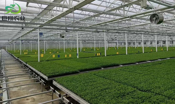 Tamaño personalizable y Juxiang primer s estructura anti goteo de niebla para las plántulas perfecto