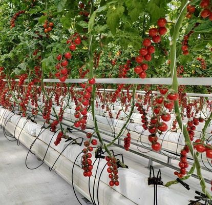 JX-H0062 Invernadero hidropónico de cultivo de pepinos de tamaño personalizable para el cultivo de pepinos