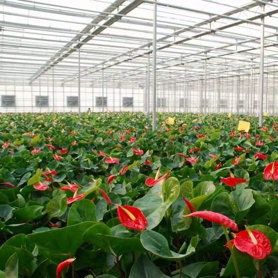 Sistema de prevención de niebla de retorno de 30 días para la producción de flores en invernaderos de techo arqueado