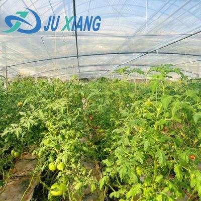 Sistema de prevención de niebla de retorno de 30 días para la producción de flores en invernaderos de techo arqueado