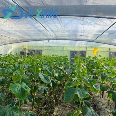 Hidroponía invernadero de control de humedad estromal con techo arqueado y diseño multi-espacio