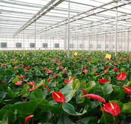 Construcción de techo arqueado Invernadero de doble arco para tomate y pimienta en moneda estadounidense