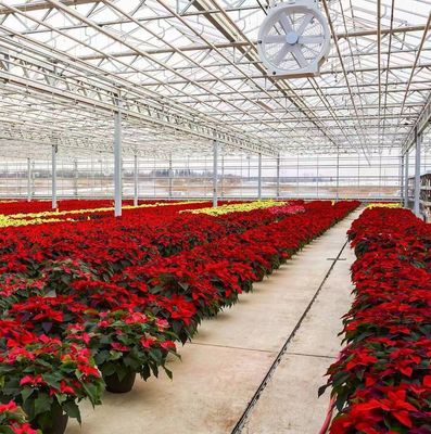 Construcción de techo arqueado Invernadero de doble arco para tomate y pimienta en moneda estadounidense